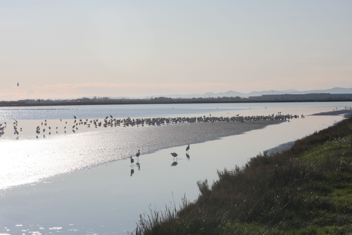 Salina-fauna-archivioTurismoCervia_49