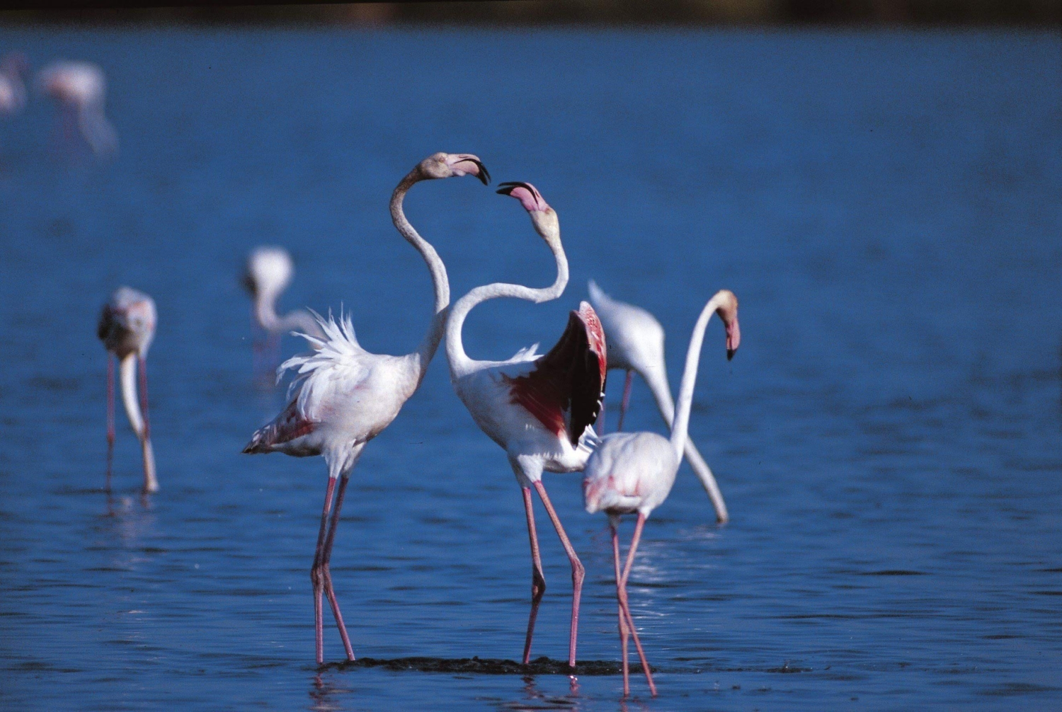 Salina-fenicotteri-archivioTurismoCervia_11